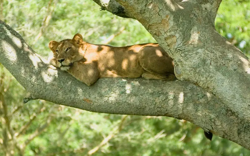 Las Leonas de la Teranga buscan irrumpir con fuerza en el panorama continental africano.