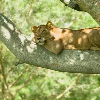 Las Leonas de la Teranga buscan irrumpir con fuerza en el panorama continental africano.