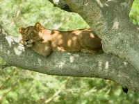 Las Leonas de la Teranga buscan irrumpir con fuerza en el panorama continental africano.